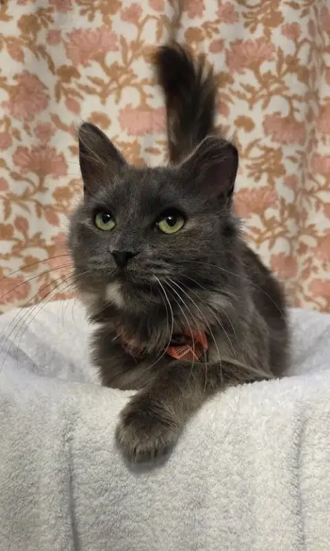 Stormi
