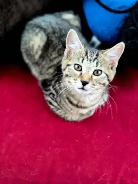 Rocket