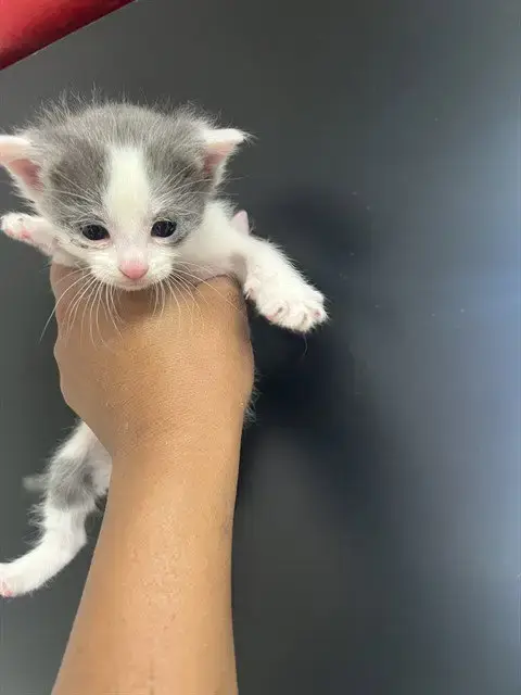 Sesame