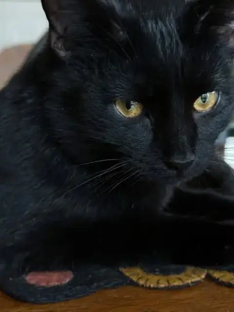 Crow photo 3