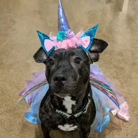 Artemis In Verona Va