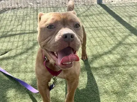 Nyla