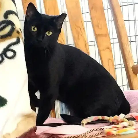 Tia