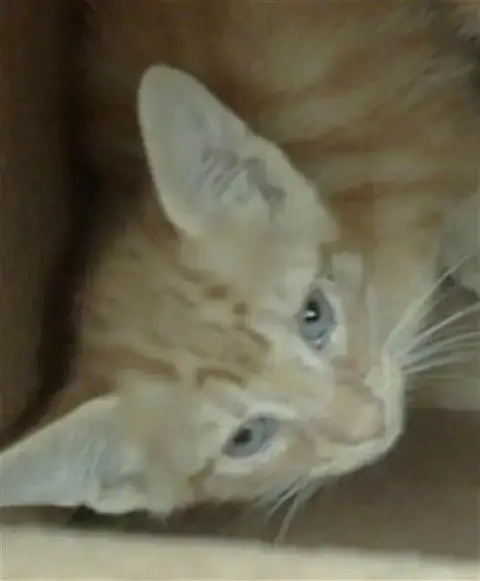 Hunter