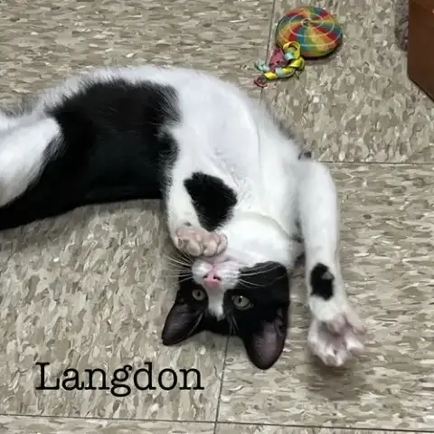 Langdon photo 2
