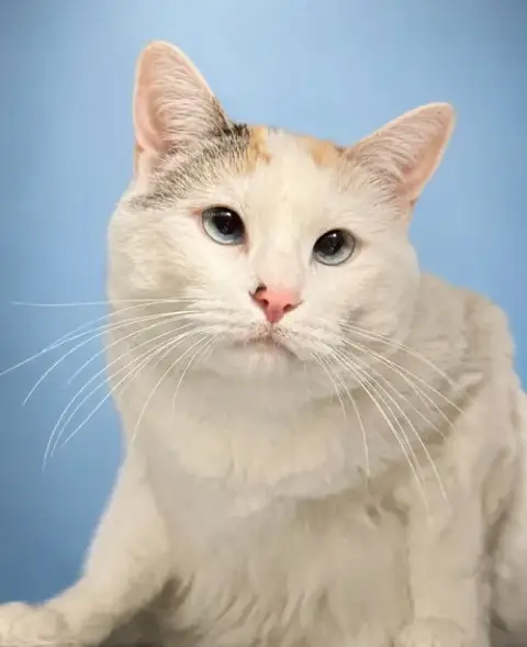 Kittyboo Kazoo