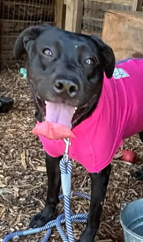 Cheyenne: Not At Shelter