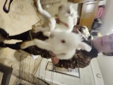 Snowball