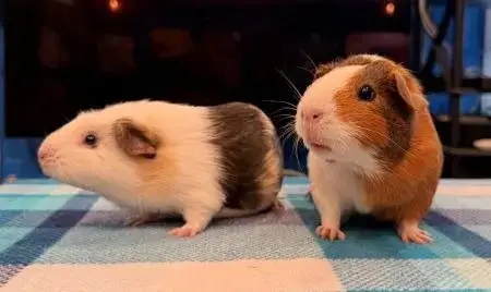Yumi And Opie photo 2