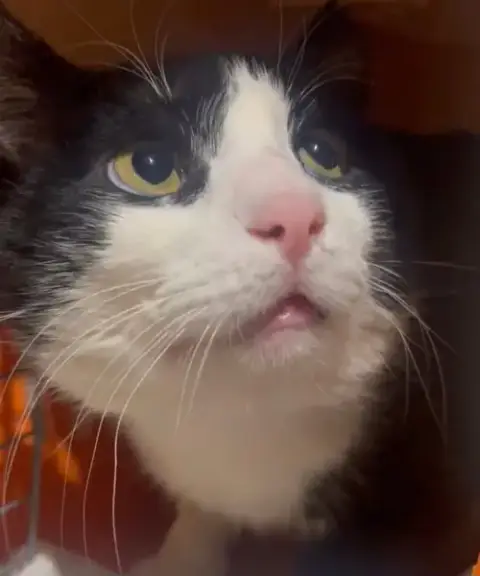 Marshmallow