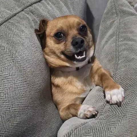 Scrappy Doo photo 2