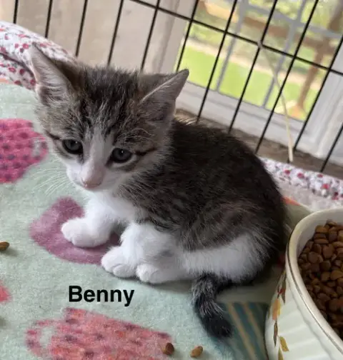 Benny photo 4