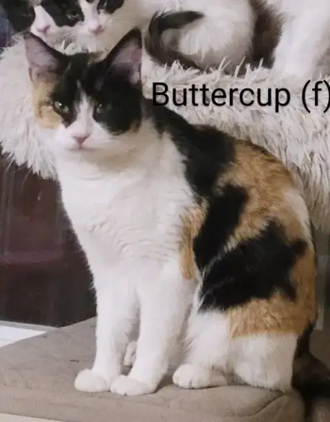 Buttercup photo 2