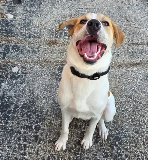 Buddy photo 3