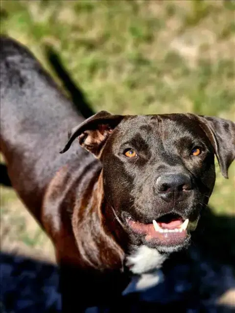 Bosco