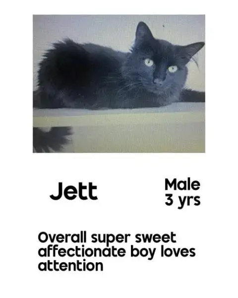 Jett photo 2