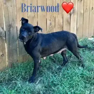 Briarwood photo 4