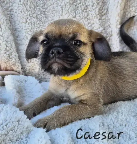 Caesar