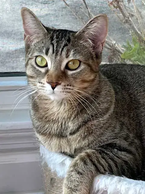 Kitten Jade