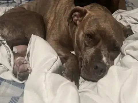Nova