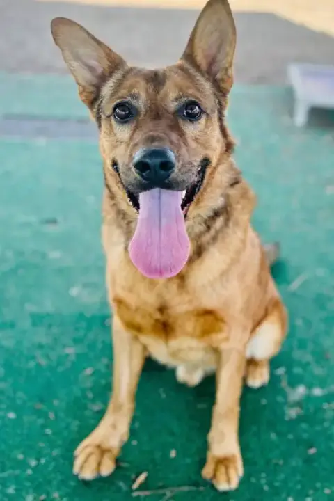 Rex