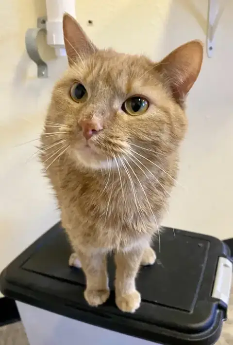 Marmalade