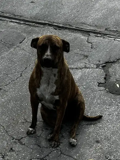 Courtesy Post: Mia & Canela photo 2