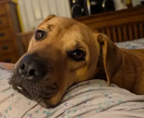 Honey photo 3