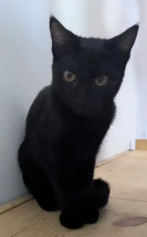 Chiquita photo 4