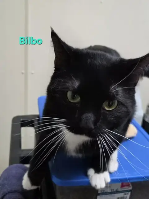 Bilbo photo 5