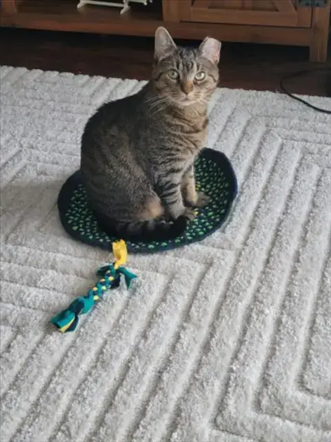 *Lily