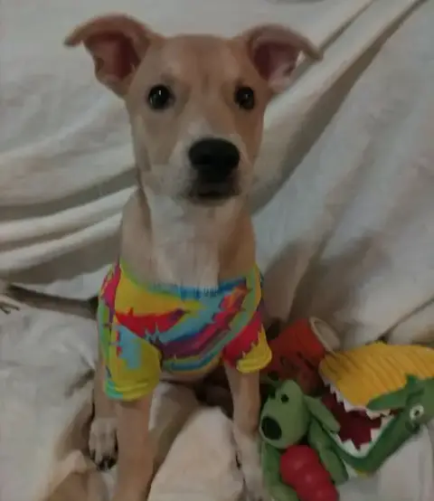 Tricia photo 4
