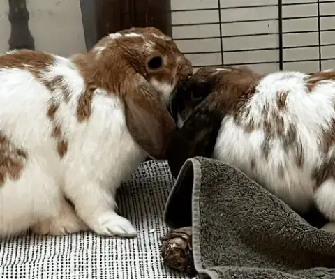 Willow And Winnie photo 3