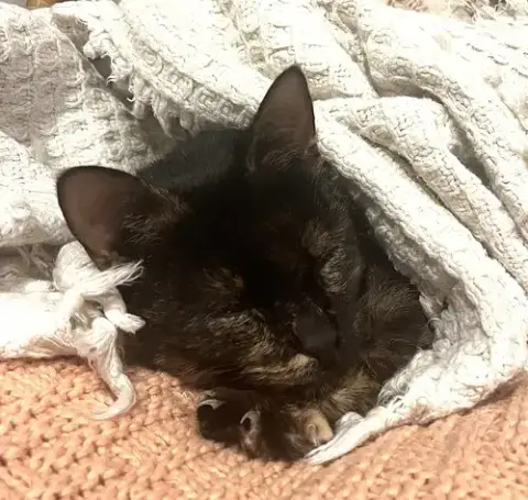 Kitty Exciting Elsa photo 3