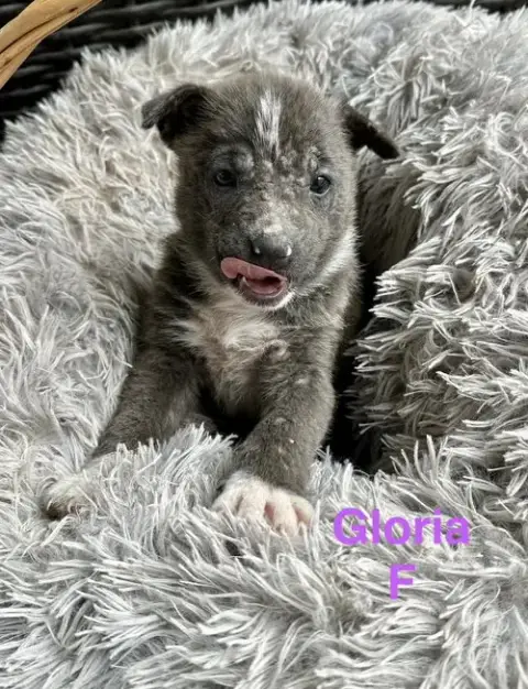 Gloria