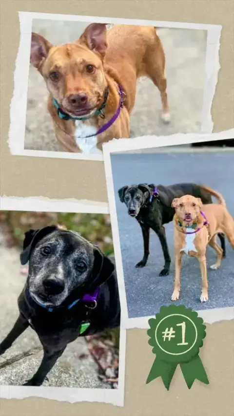 Senior Bonded Pair Dumped