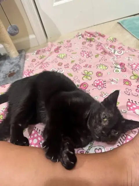 Binx