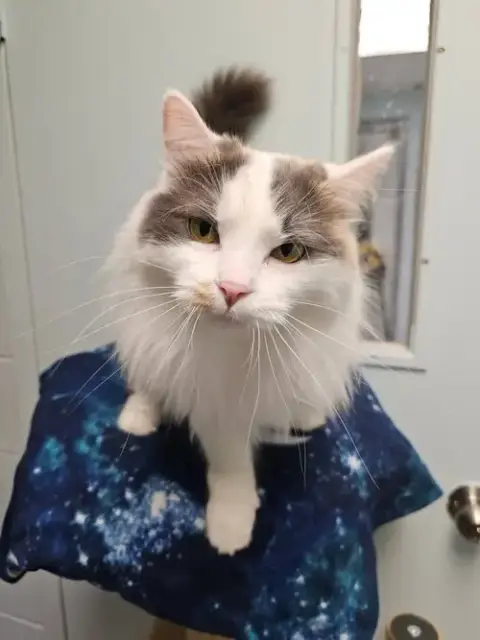 Mona