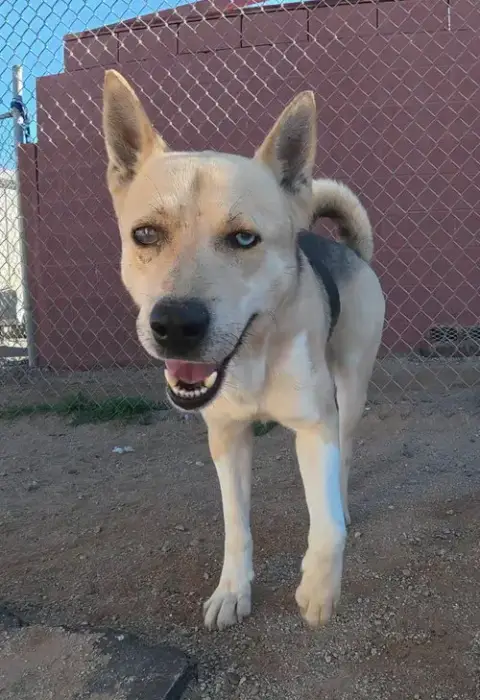 Odin photo 5