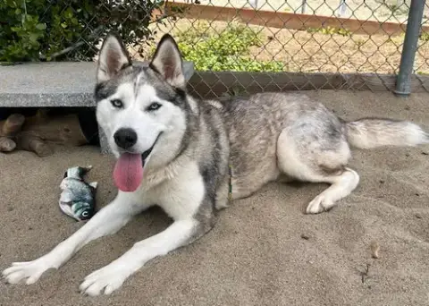 Dakota