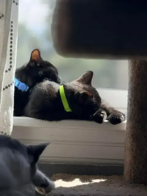 Blade photo 2