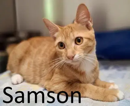 Samson photo 2