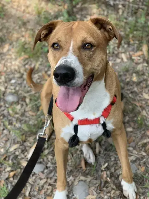 Buddy photo 4