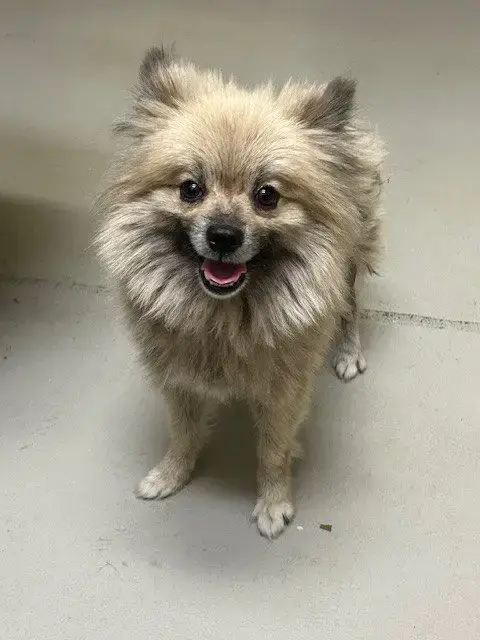 Gizmo
