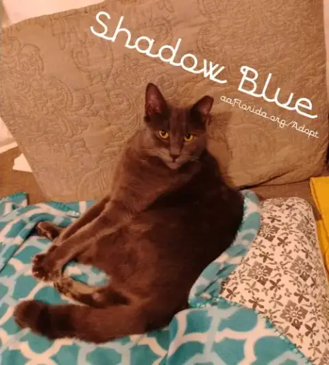 Shadow Blue photo 2