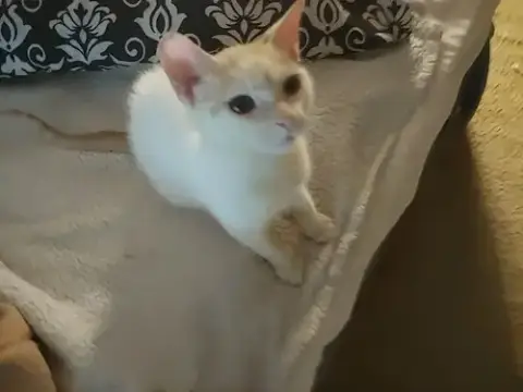 Montecor
