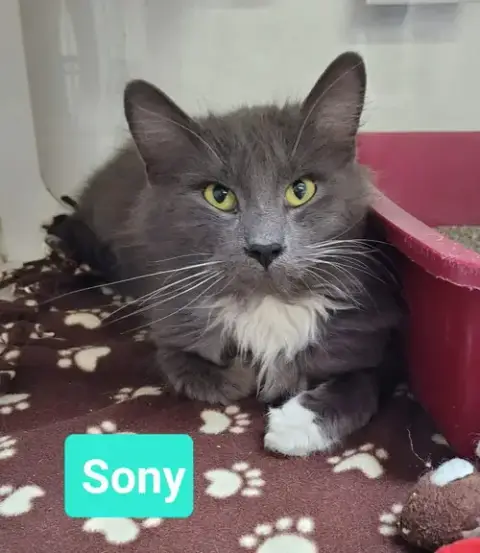 Sony