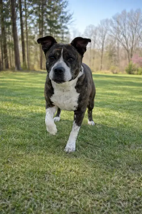 Dexter photo 2