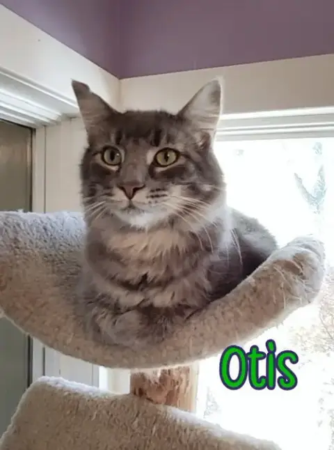 Otis