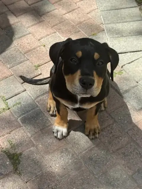 Scout photo 2